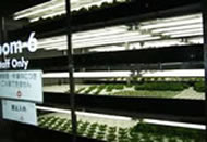 植物工場
